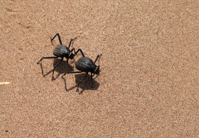 Tok Tokkie Beetles