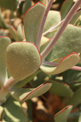 Leaves
