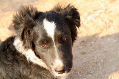 Cute Dog