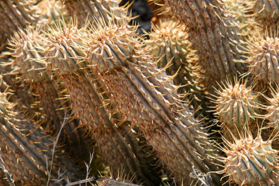 Euphorbia