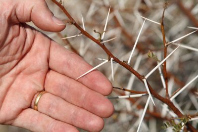 Camelthorns
