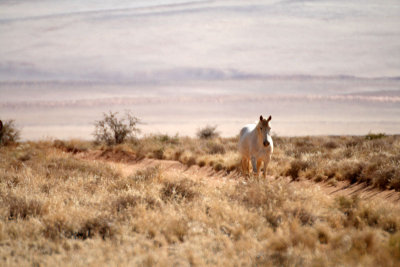 Lone Horse