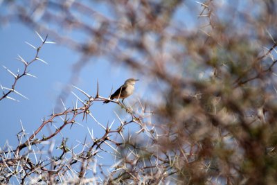 Dune Lark
