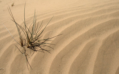 Sand and Grass