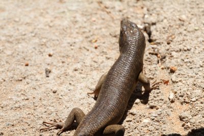 Lizard