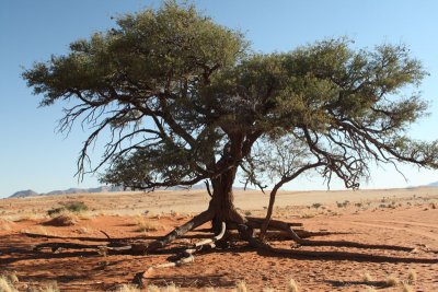 700 year old Camelthorn Tree