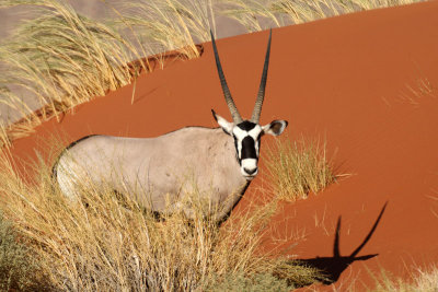 Oryx in the evening light