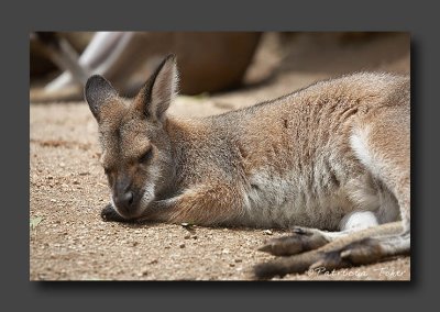 Swamp Kangaroo