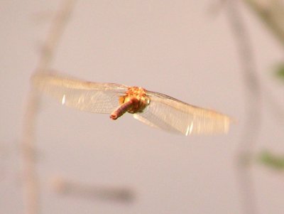 P6110357b.JPG