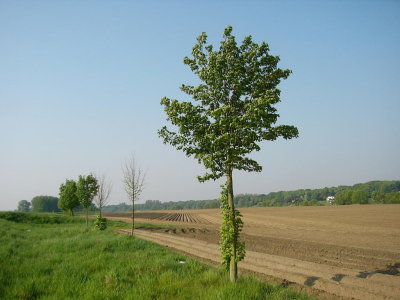 asperges nabij Velden