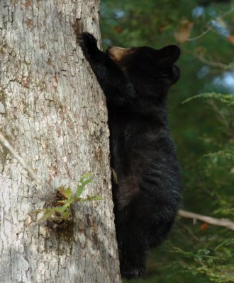 JPG CS 1BabyBear Tree DSC_0575.jpg