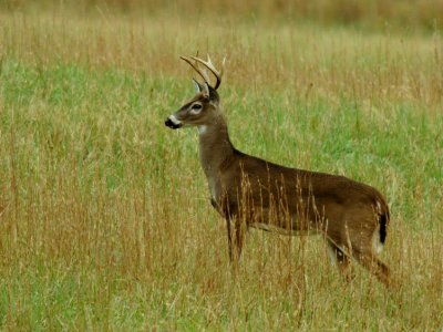 JPG CCS 1Posing Buck DSC_1240.jpg