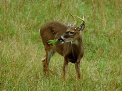 JPG CS 2Buck Chew DSC_1165.jpg