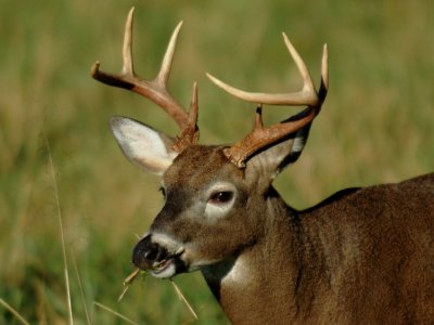 JPG CS Buck Snack DSC_1422.jpg