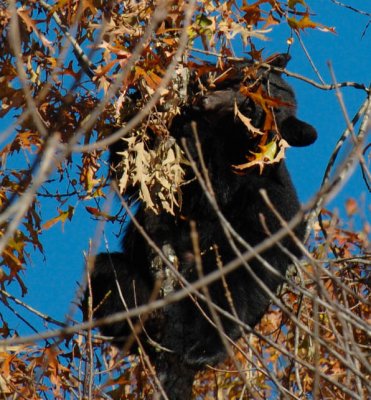 JPG CS 2Bear Tree DSC_1448.jpg