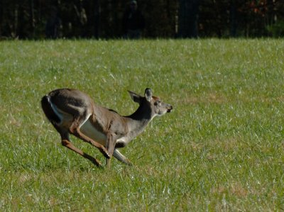 JPG CCCS 1Deer On The Run DSC_1505.jpg