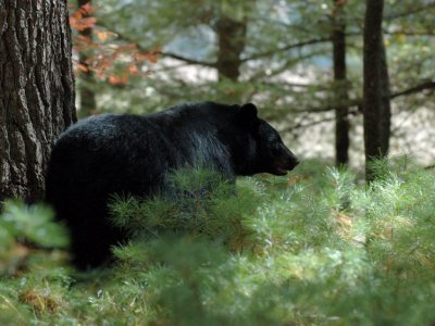 JPG CS 1Piney Bear DSC_0779.jpg