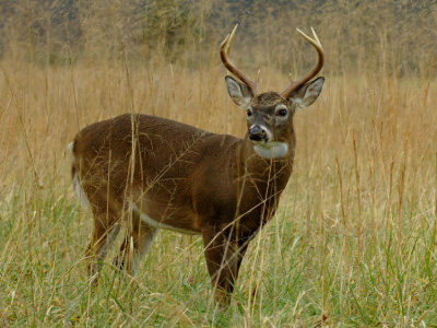 JPG CS Prince of Weeds DSC_1736.jpg
