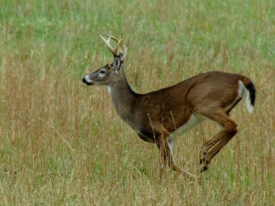 JPG 4CS Running Buck DSC_1237.jpg