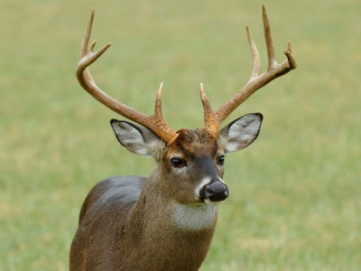 JPG CS 6 Ten Point Portrait DSC_2296.jpg
