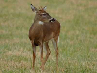 JPG CS 1cSpike DSC_2214.jpg