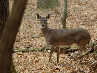 JPG CS 4Woods Doe DSC_2336.jpg