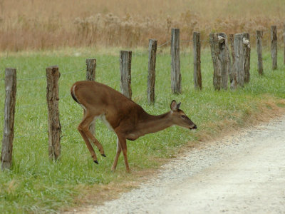 JPG 2CS 3Doe Jump DSC_1290.jpg