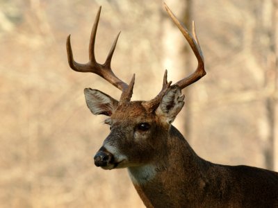 JPG CS Bad-Eared Buck DSC_2563.jpg