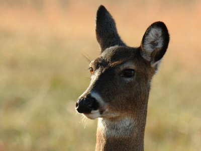 JPG CSb 3Doe Portrait DSC_2521.jpg