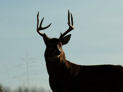 JPG CS Silhouette Buck DSC_2529.jpg