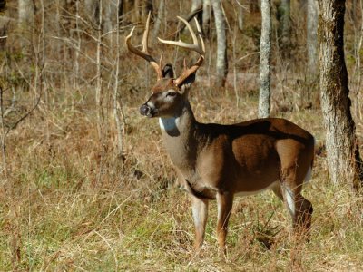 JPG CS 2Tall Buck DSC_2824.jpg