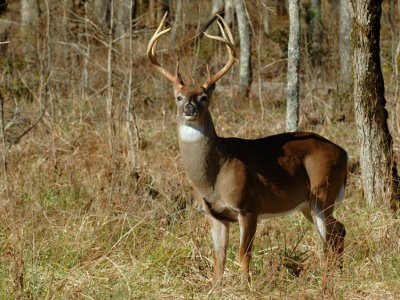 JPG CS 1Tall Buck DSC_2823.jpg