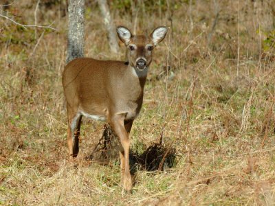 JPG CS 1Doe DSC_2796.jpg