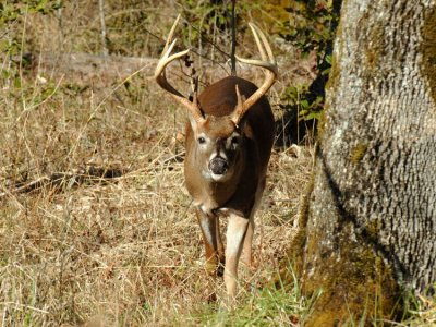 JPG CS 1Rutn Buck DSC_2813.jpg