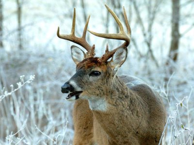 JPG 2CCCS 2eBuck Frost DSC_2699.jpg