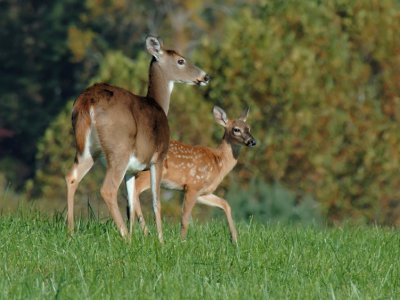 JPG CSa 3Fawn Mom DSC_0155.jpg