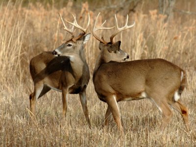 JPG CbSTwo Bucks DSC_3120.jpg