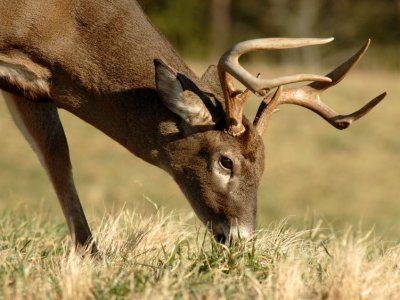 JPG CS Buck Graze DSC_3314.jpg