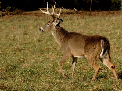 JPG CS Buck Master DSC_3367.jpg