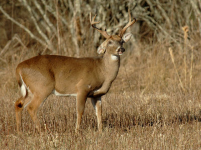 JPG CS Bad Ear Buck DSC_4165.jpg