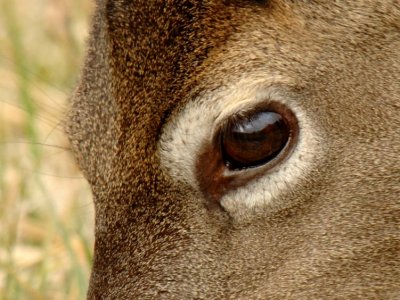JPG 2CCCS 1Doe Eye DSC_4824.jpg