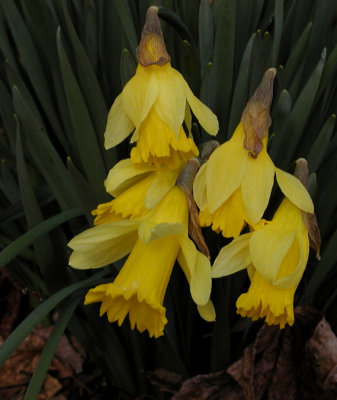JPG CS Droopy Daffodils P3046046.jpg