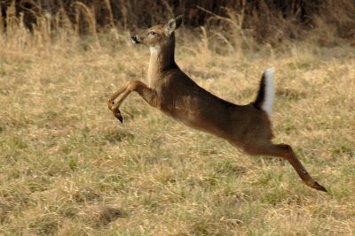JPG CS bFlying Leap DSC_5186.jpg