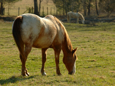 JPG RCS aWhite Shadow DSC_5557.jpg