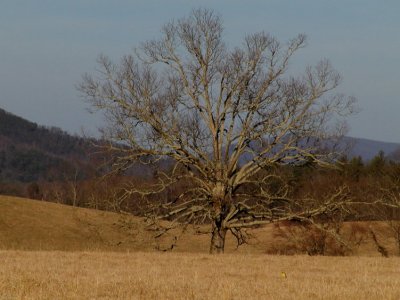 JPG CS 1Mafia Tree P3116102.jpg