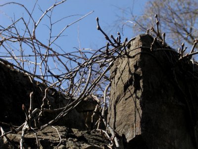 JPG CS 1Vines P3166279.jpg