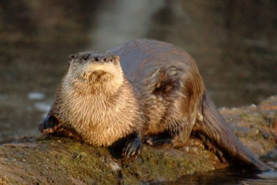 JPG CS 7 Otter DSC_5727.jpg