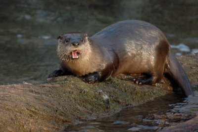 JPG CS 1a Otter DSC_5708.jpg