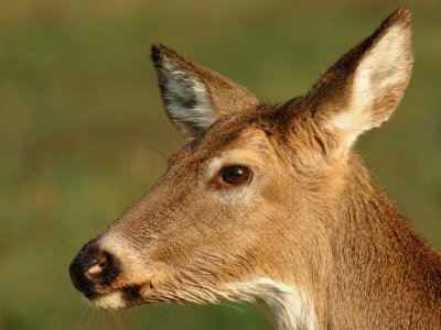 JPG CS Doe Face DSC_6053.jpg