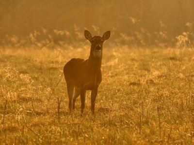 JPG CS Deer Of The Golden Hour DSC_5948.jpg